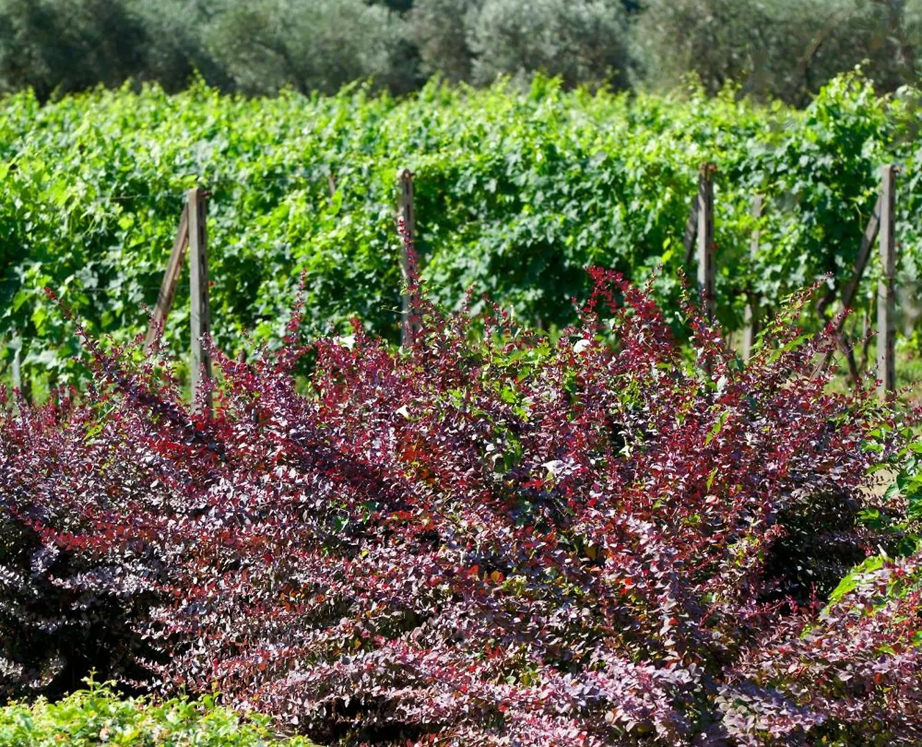 Alloggio per agriturismo Agriturismo La Casa Di Rodo Quarrata Italia